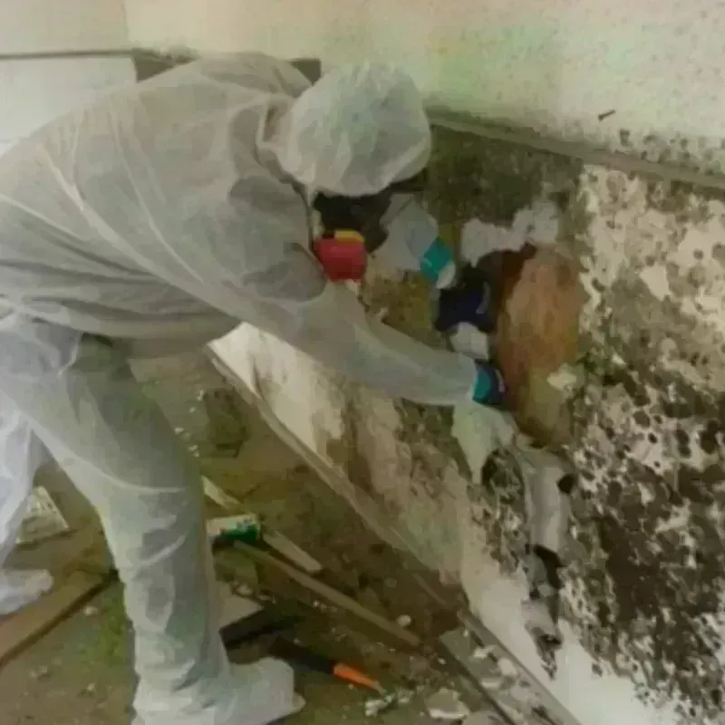 Mold Remediation and Removal in Wentworth, NC